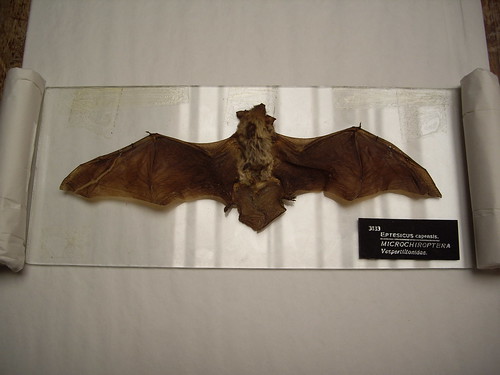 Bat, being re-wrapped