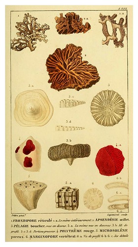018-Manuel d'actinologie ou de zoophytologie (Volume plates) 1834- H.-M. Ducrotay Blainville
