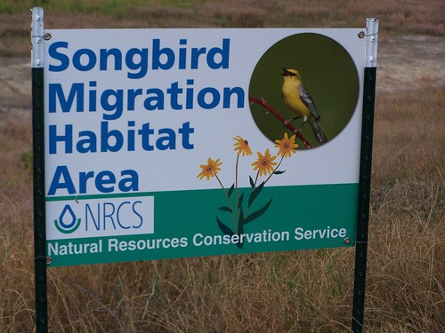 Kiptopeke State Park bird migration area