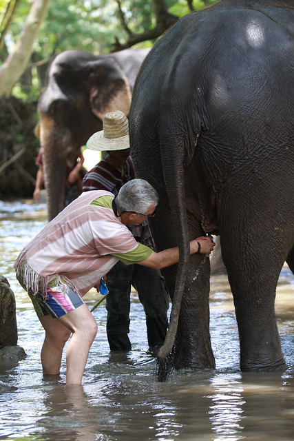 ¡TAILANDIA EN CHANCLETAS! - Blogs de Tailandia - Patara Elephant Farm (15)