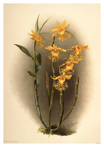 029-Dendrobium Brymerianum-Reichenbachia-Orchids illustrated and described..VolI I-1888-F.Sander