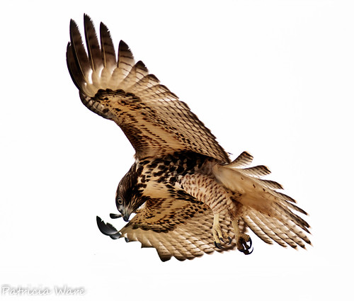 Hovering Red-tailed Hawk
