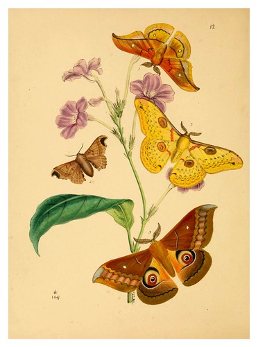 005-The cabinet of oriental entomology…1848- John Obadiah Westwood