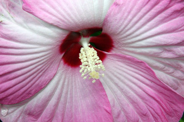 A Red and Pink and White Hibiscus