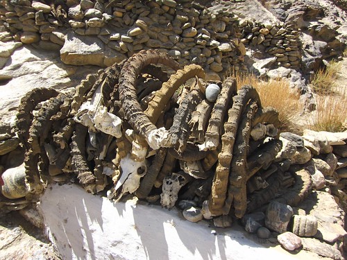 Poached Ibex horns