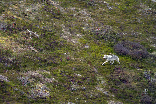 Grey Wolf on the Tundra _1334