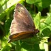 Brown Preston Butterfly
