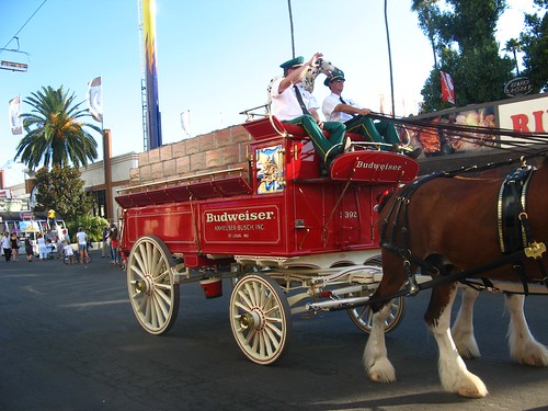 Clydesdales with wagon