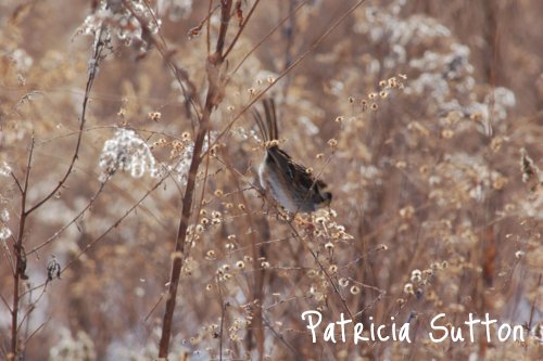 Sparrow eating seed heads w-sig