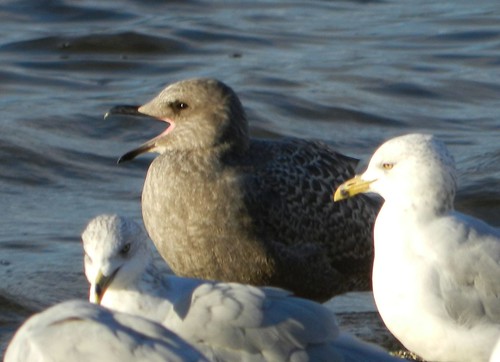 1st winter Herring Gull
