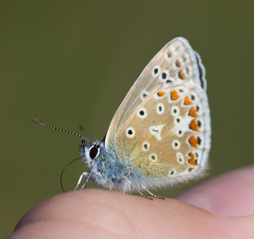 common blue butterfly drink salt from thumb
