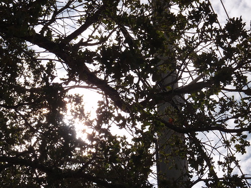 Sunshine Peaking Through Trees