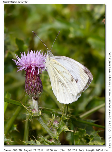 Small White Butterfly Primrose Hill Birkacre Yarrow Valley Chorley Lancashire