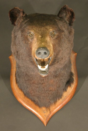 The mounted head of a black bear, by the revered taxidermist Roland Ward, which is expected to achieve between £500 and £700