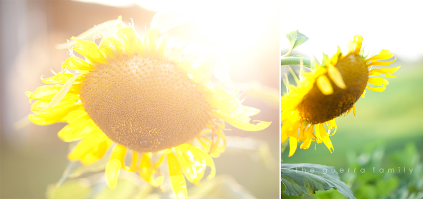 sunflowers-3
