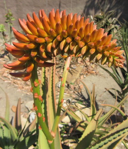 Aloe sp.Ribaue raceme by tonrulkens