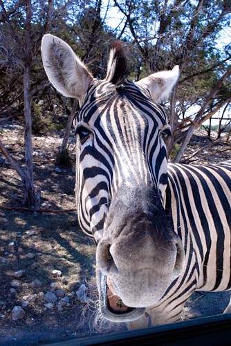 Mr. (zebra) Ed by schoolio