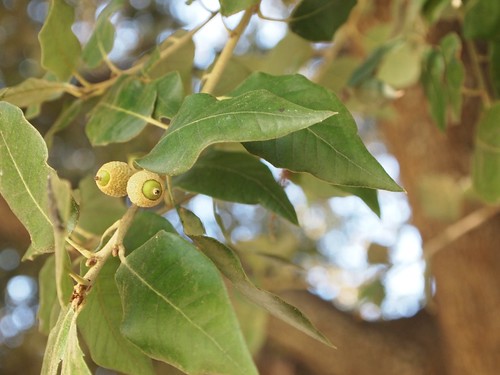 Quercus chrysolepsis ?