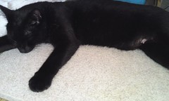 今日も暑いにゃーとお昼寝する黒猫さん