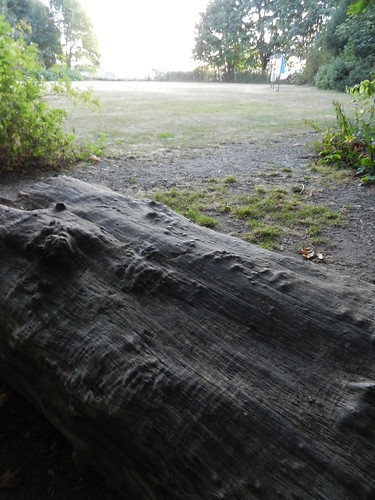 Weather gray log, Carkeek Park, Seattle, Washington, USA by Wonderlane