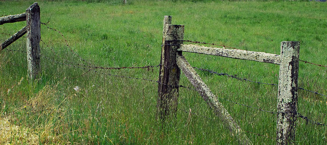 A dilapidated old wooden fence draped in barbed wire and lichen guard the entrance to a field of green grass.