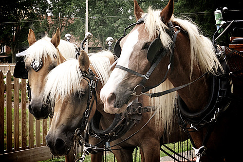Zoar Ohio Harvest Festival 2011:  Clydesdales.