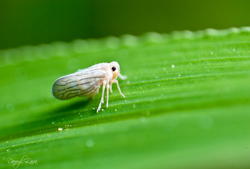 white leafhopper