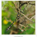Golden-ringed Dragonfly ♂