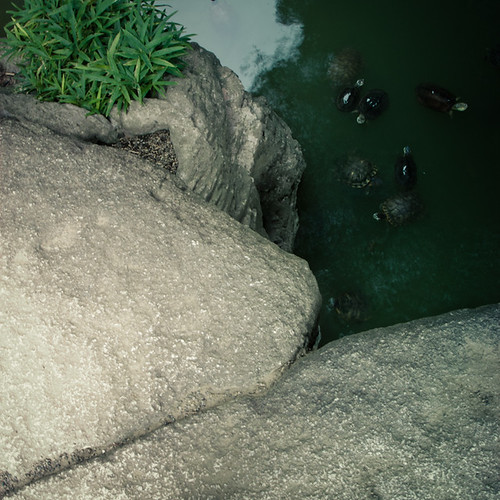 Stone Slab Bridge with Turtles, Rikugien Garden Tokyo