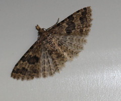 Twenty-plume Moth, alucita hexadactyla