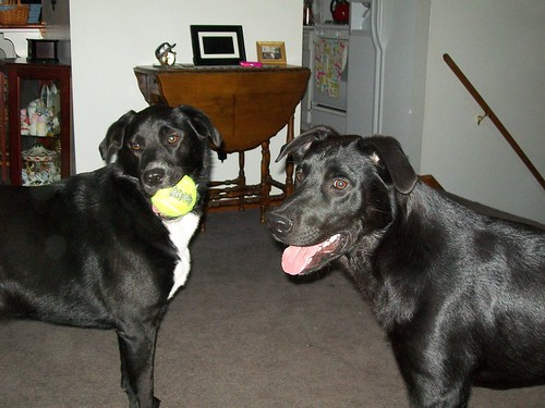 Dabney and Dudley - black Labrador Retrievers