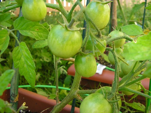Tomatoes 4       