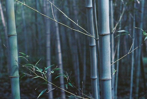 garden of bamboo