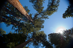 Giant Sequoias Looking Up