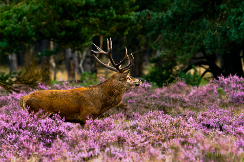 Red deer in heath...
