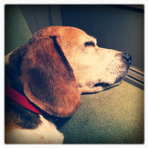 Snoozin' beagle by scoodog / digging iPhoneography