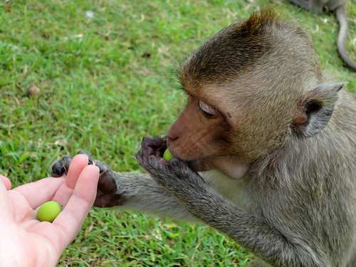 Monkey 4 feeding hand palm
