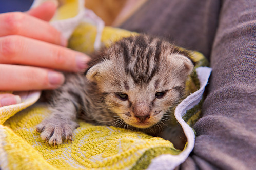 Cute Savannah kitten
