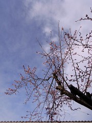 門脇保育園前の秋咲きの桜