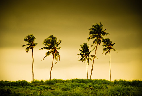 The 5 Palm trees at Bekal 