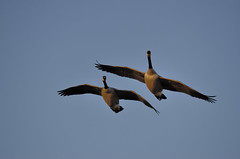 Canada Geese DSC_1120 by Mully410 * Images