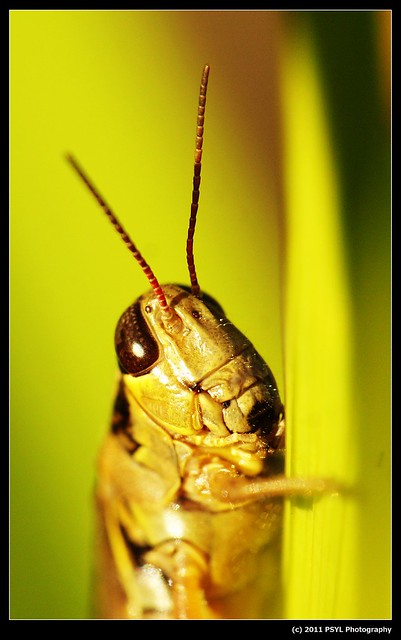 Spur-throated Grasshopper (Melanoplus bruneri)