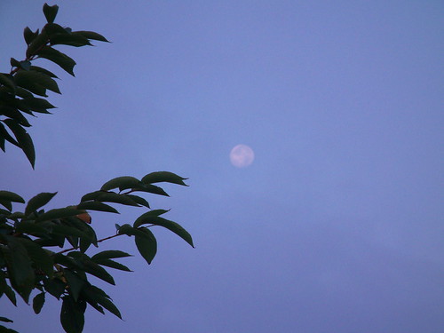 Moon in the morning sky