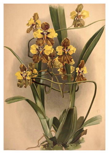 016-Oncidium Macranthum-Reichenbachia-Orchids illustrated and described..VolI I-1888-F.Sander