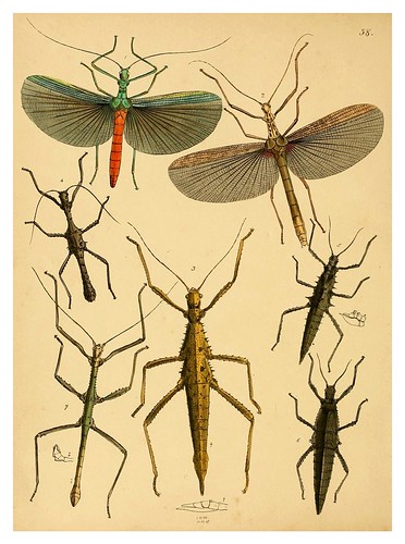 017-The cabinet of oriental entomology…1848- John Obadiah Westwood