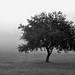 The Lone Tree 43 