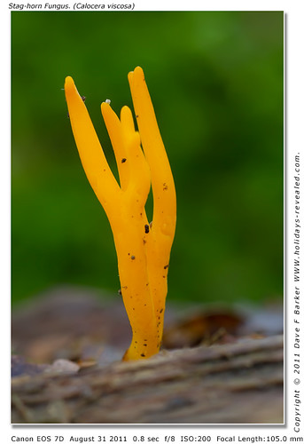 Stag-horn Fungus. (Calocera viscosa) Birkacre Yarrow Valley Chorley Lancashire