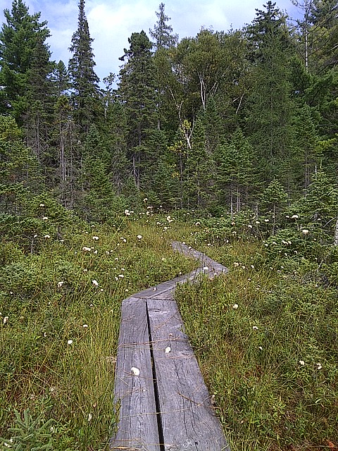 The plank trail