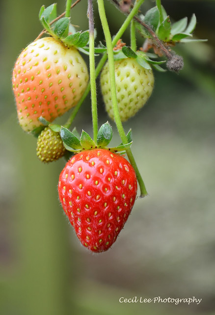 Strawberries closeup