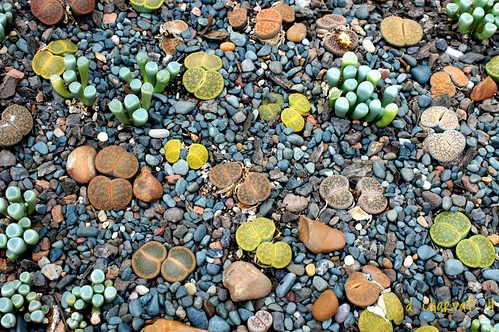 Living Stones by d charvat